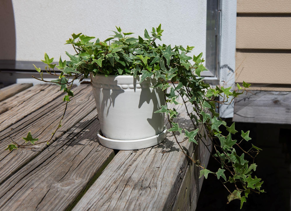 American Plant Exchange ivy in hanging basket adding cascading greenery to room