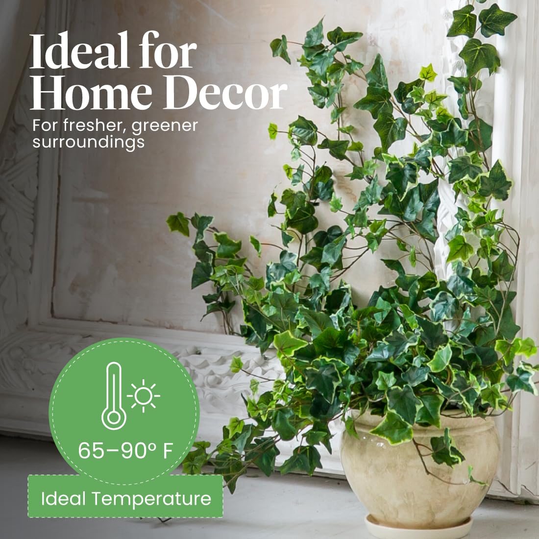 American Plant Exchange ivy styled in living room providing calming decorative greenery