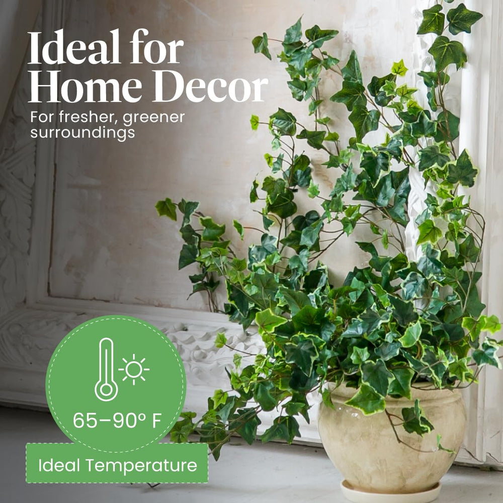 American Plant Exchange ivy styled in living room providing calming decorative greenery