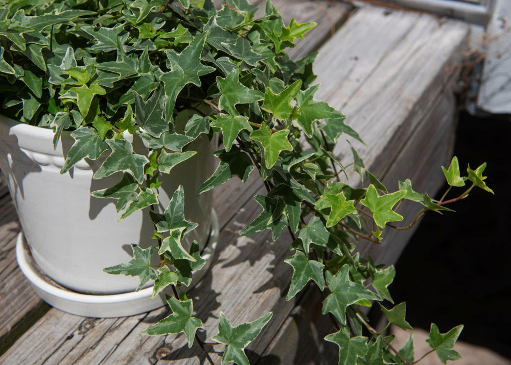 American Plant Exchange ivy in 6-inch pot beside common object for scale and size clarity