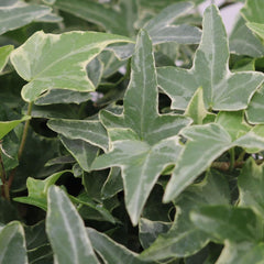 American Plant Exchange ivy trained on small trellis demonstrating vertical styling