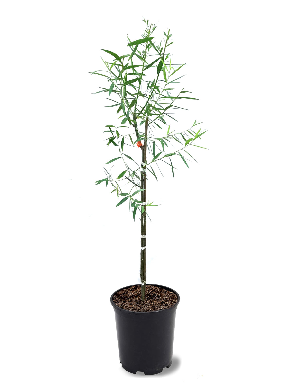 American Plant Exchange weeping willow front view showing healthy foliage and fast growth benefit