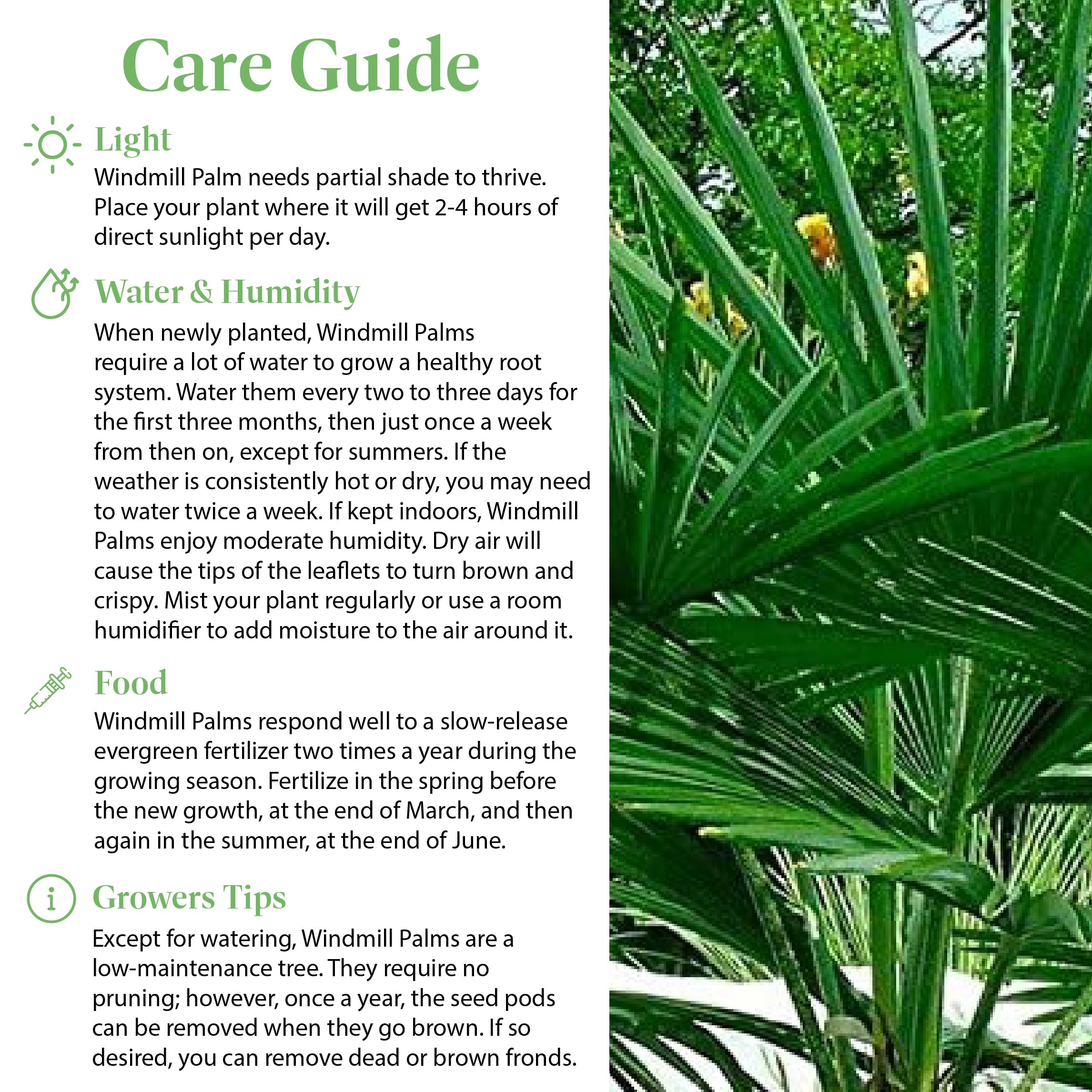 American Plant Exchange windmill palm frond detail showing fan-shaped leaves for visual impact