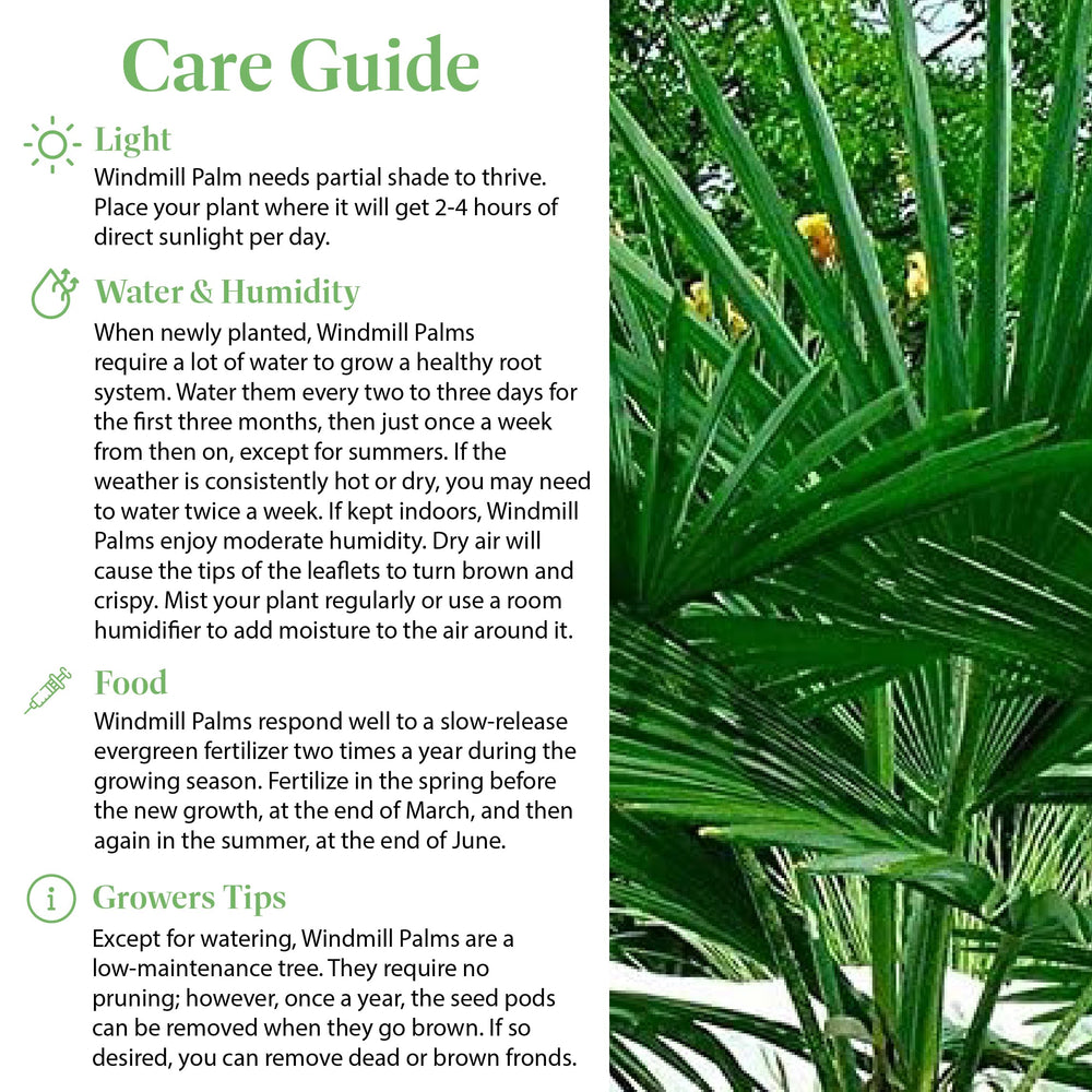 American Plant Exchange windmill palm frond detail showing fan-shaped leaves for visual impact