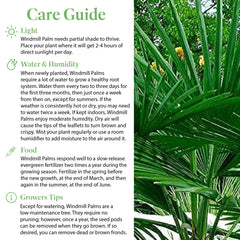 American Plant Exchange windmill palm frond detail showing fan-shaped leaves for visual impact