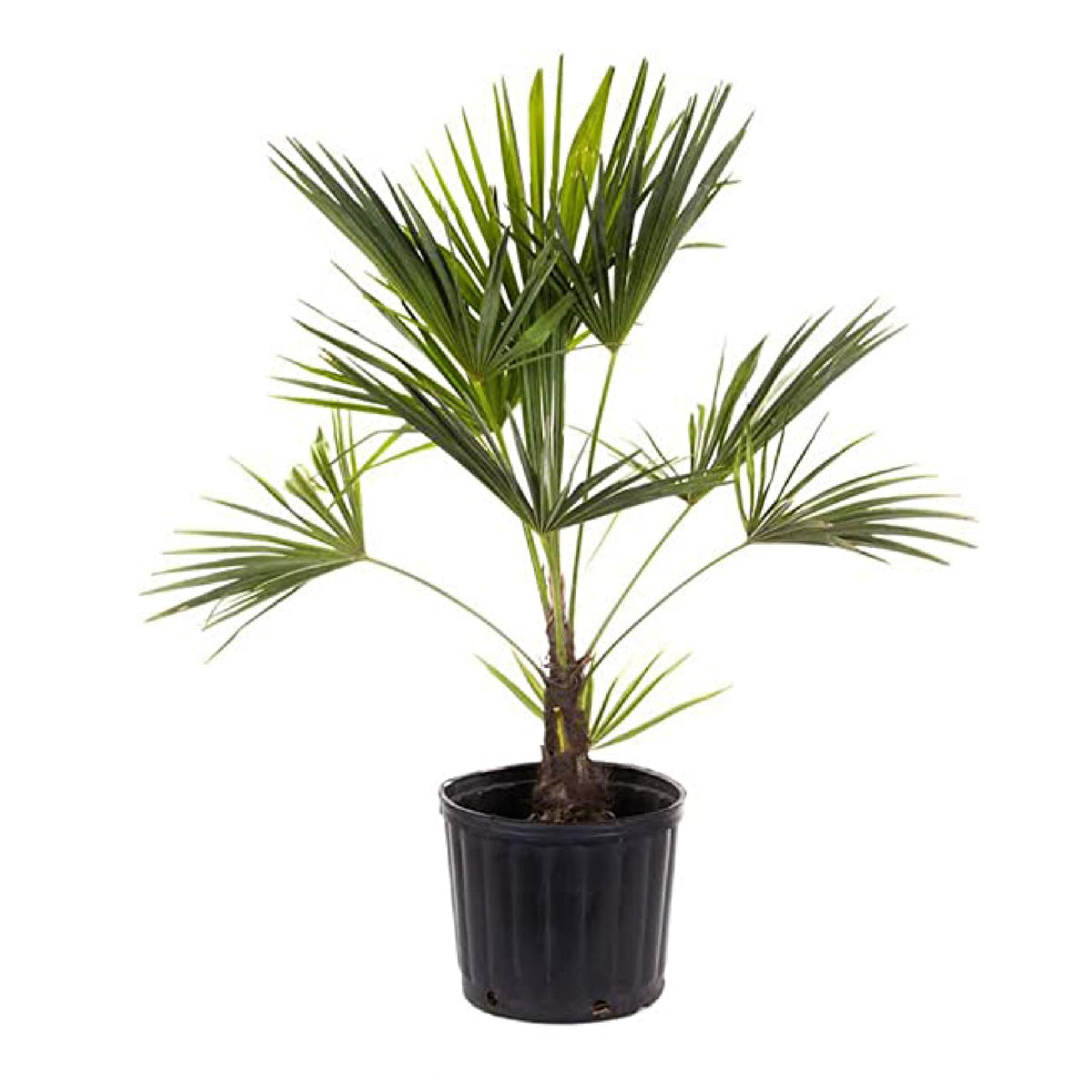 American Plant Exchange windmill palm front view showing healthy foliage and attractive form