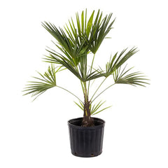 American Plant Exchange windmill palm front view showing healthy foliage and attractive form