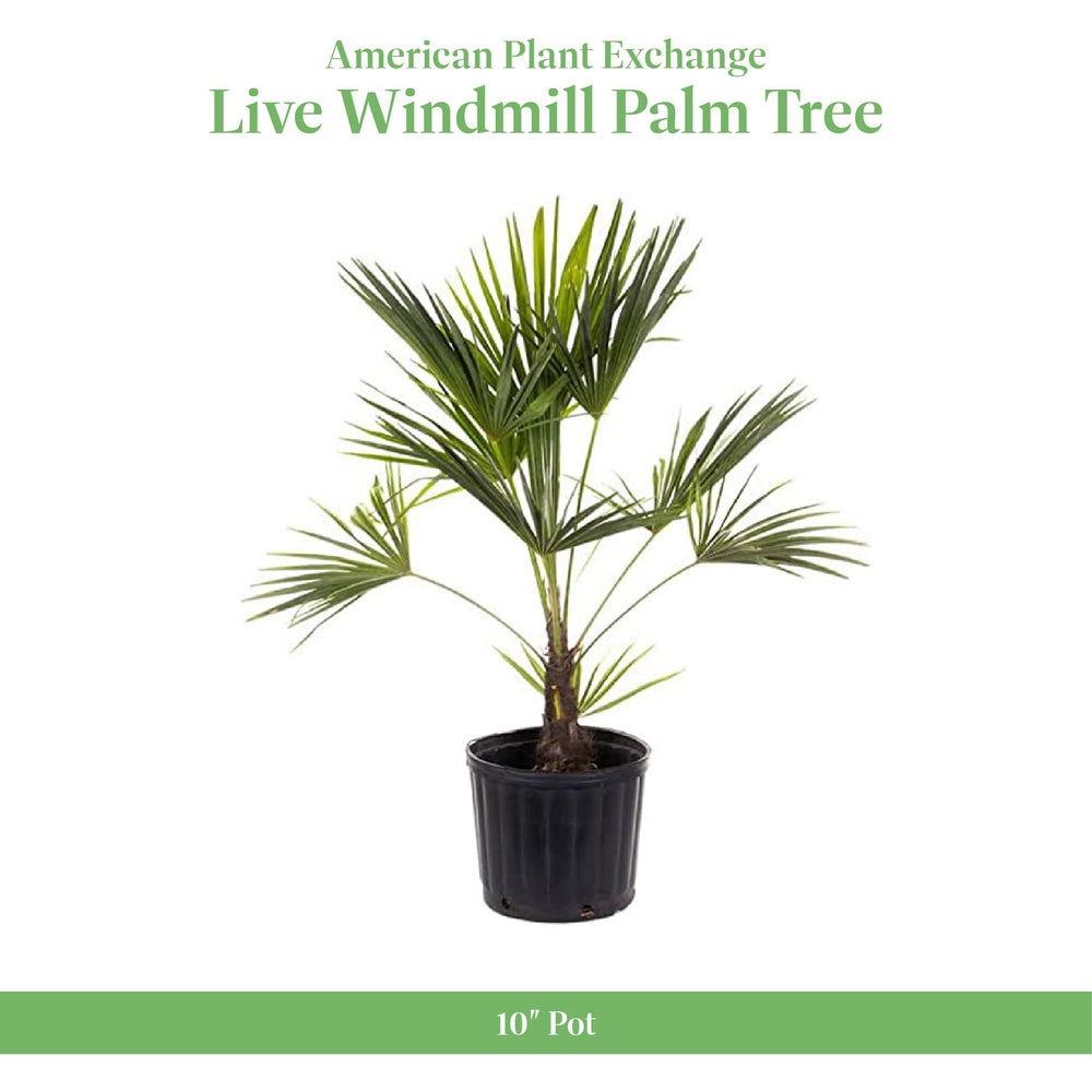 American Plant Exchange windmill palm textured trunk close-up highlighting natural character