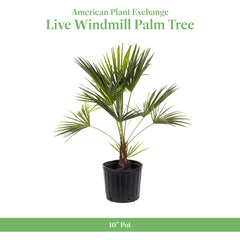 American Plant Exchange windmill palm textured trunk close-up highlighting natural character