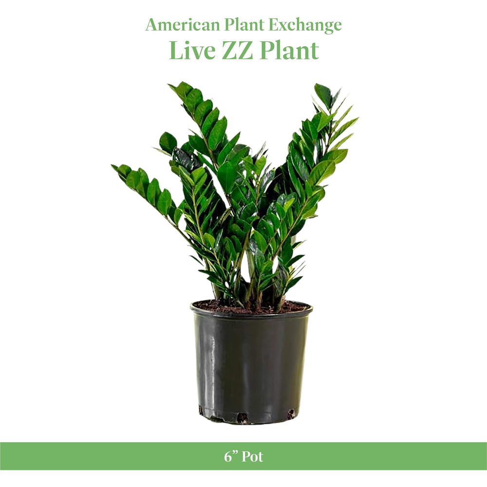 American Plant Exchange close-up of ZZ Plant leaf texture highlighting durable, low-maintenance leaves