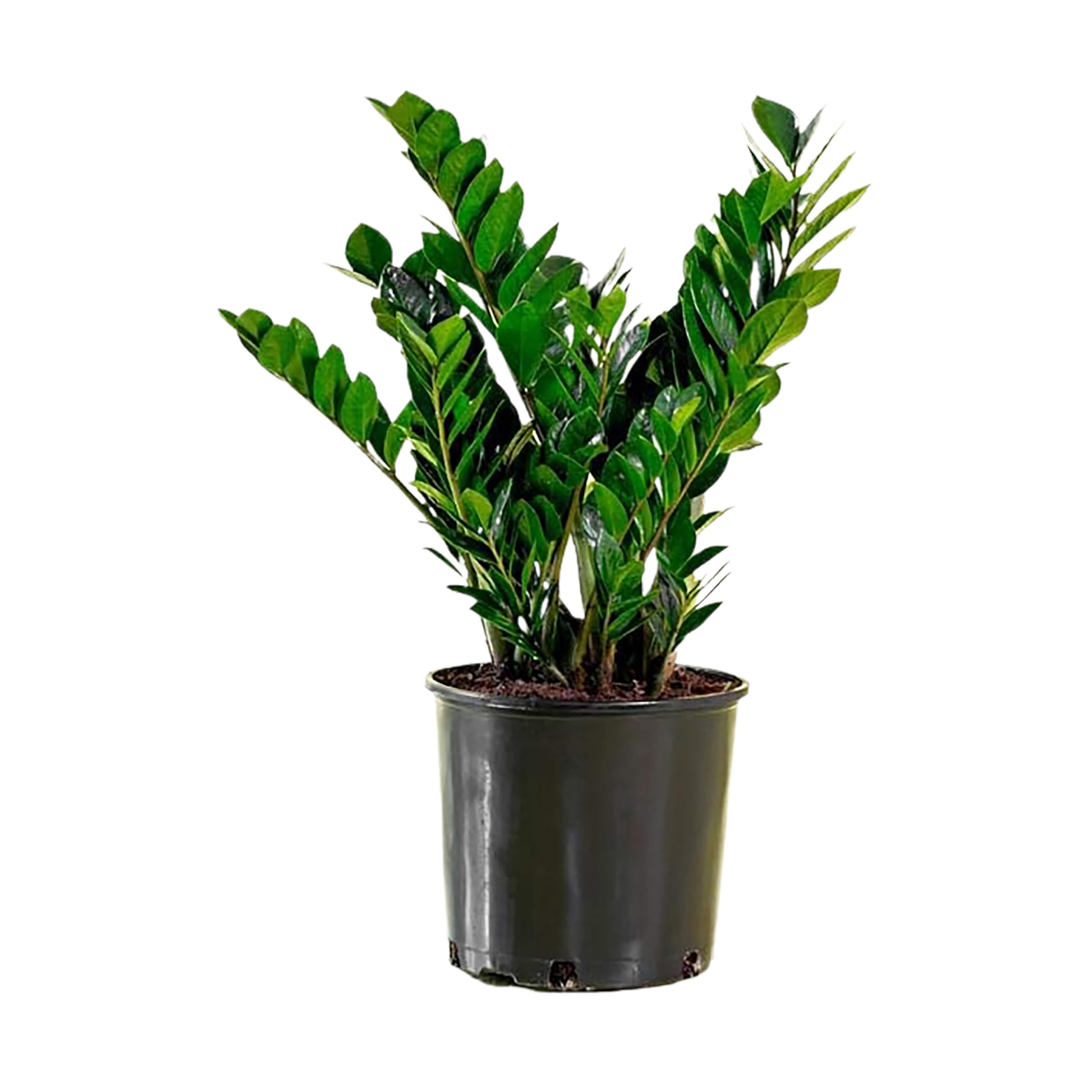 American Plant Exchange front view of ZZ Plant showing upright glossy foliage and modern look