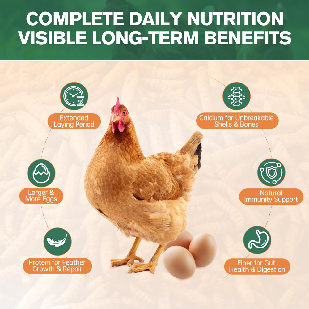 AMKAIO bowl of larvae being eaten by chickens for protein boost
