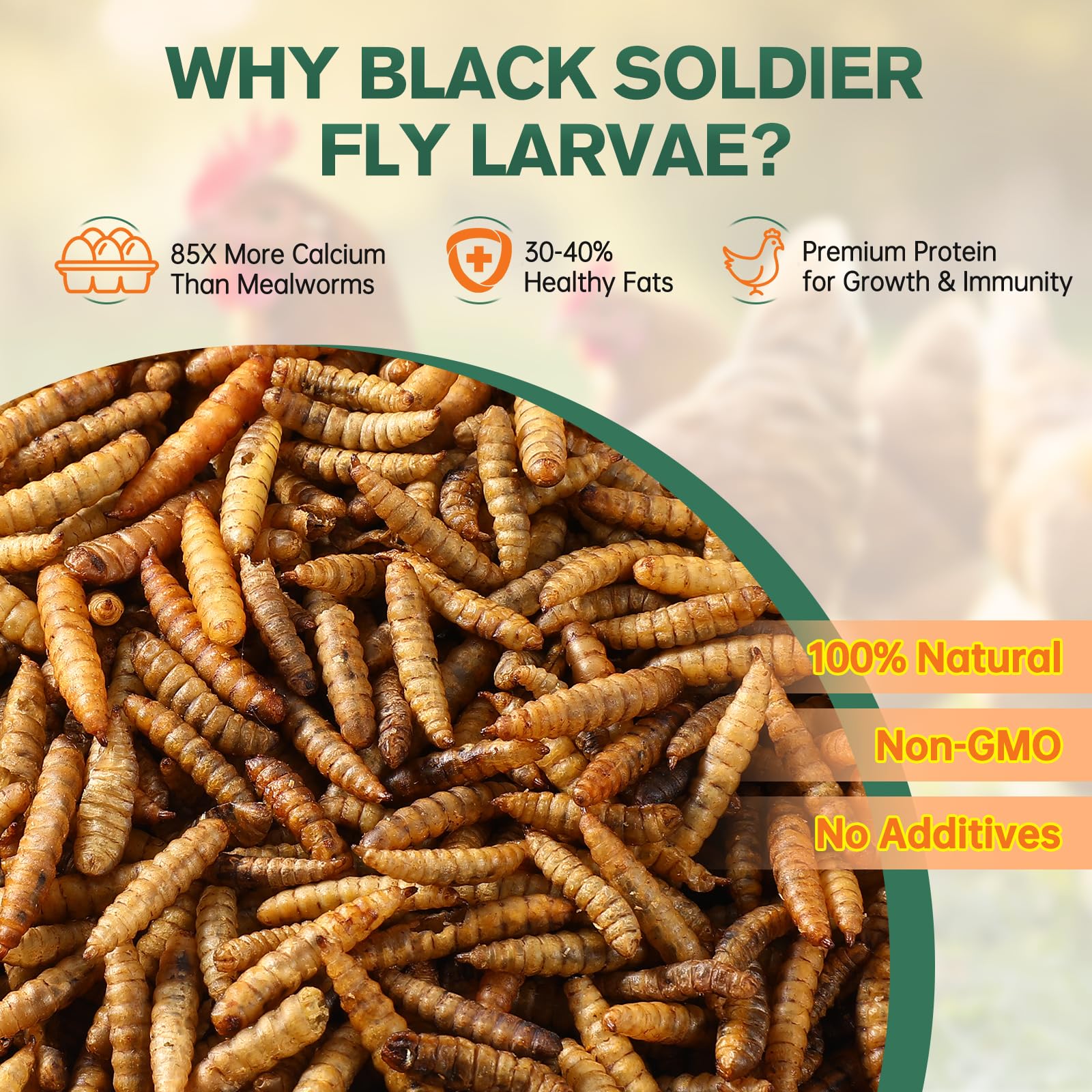 AMKAIO close-up of dried larvae texture highlighting nutrient density