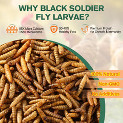 AMKAIO close-up of dried larvae texture highlighting nutrient density