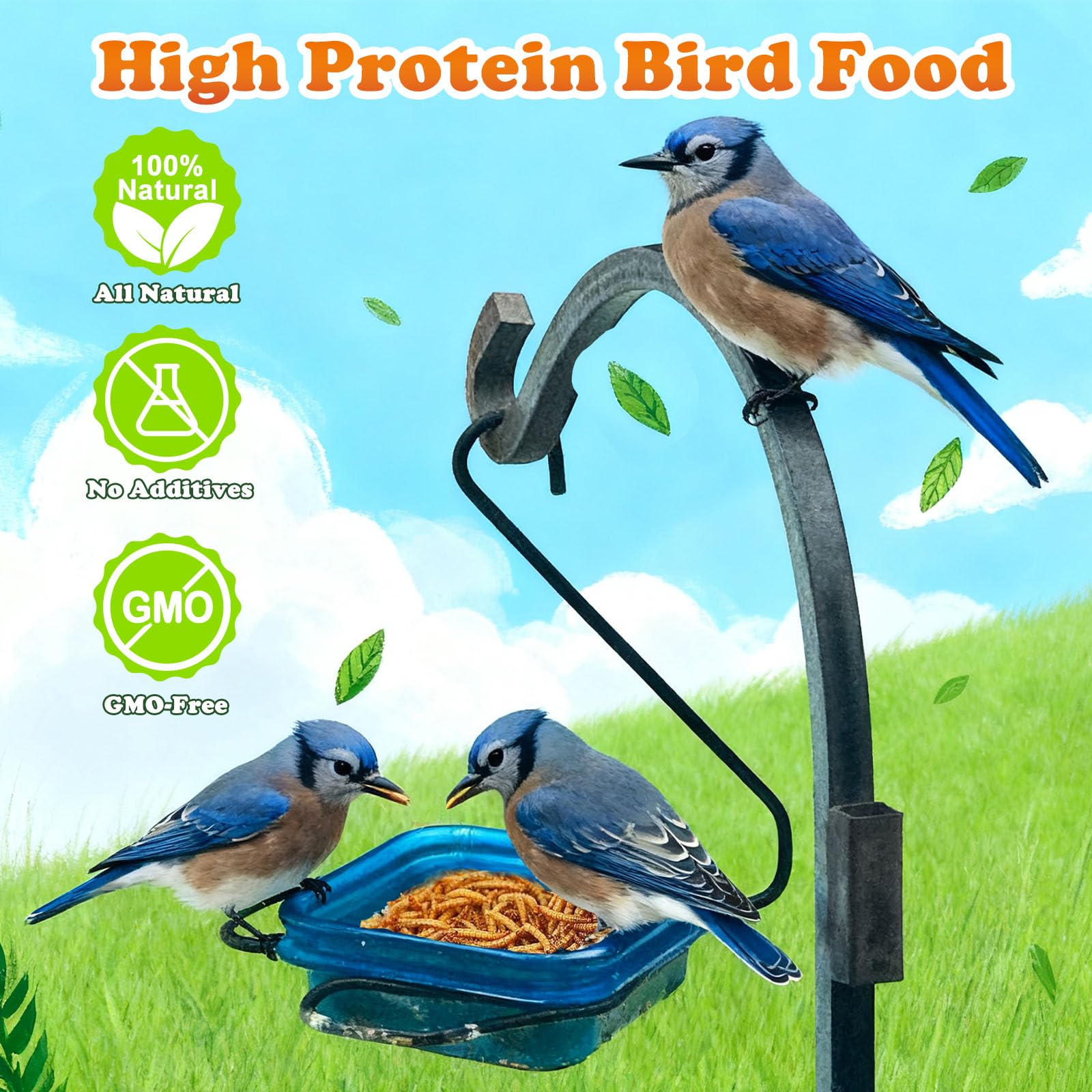Amzey mealworms in bowl being offered to chickens showing attractiveness