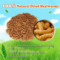 Amzey dried mealworm close-up showing texture and size for high-protein meals