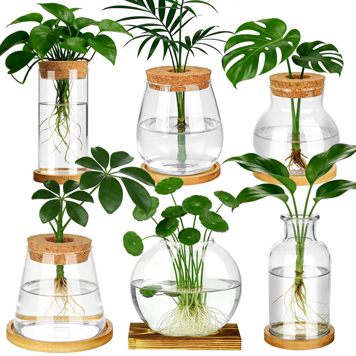 Anboliwb six vases front view showing organized propagation display and tidy aesthetics