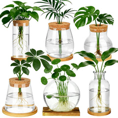 Anboliwb six vases front view showing organized propagation display and tidy aesthetics