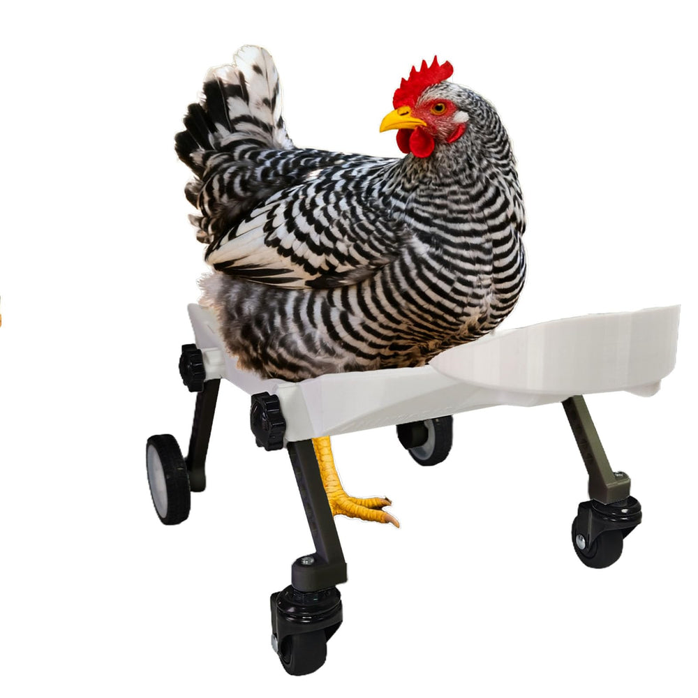 ANIMOASIS lifestyle backyard use showing active chicken and boosted activity