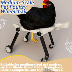 ANIMOASIS side profile on chicken demonstrating upright posture and freer movement