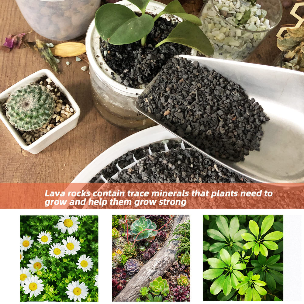Anothera lava rock around bonsai container providing airflow and decorative finish