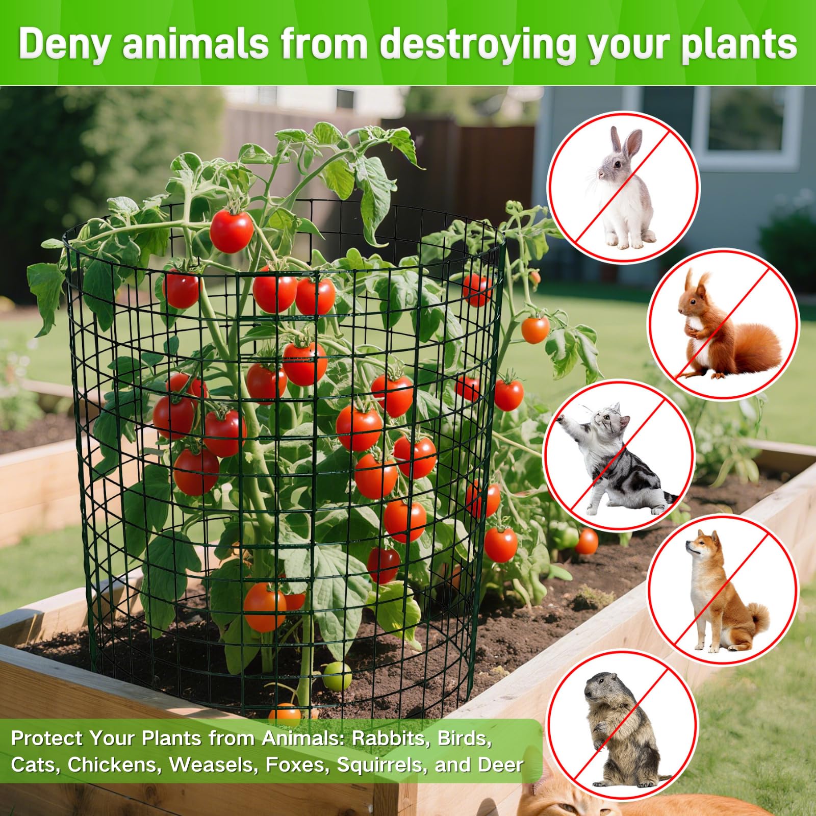 Anothera assembled cage around seedlings demonstrating animal protection