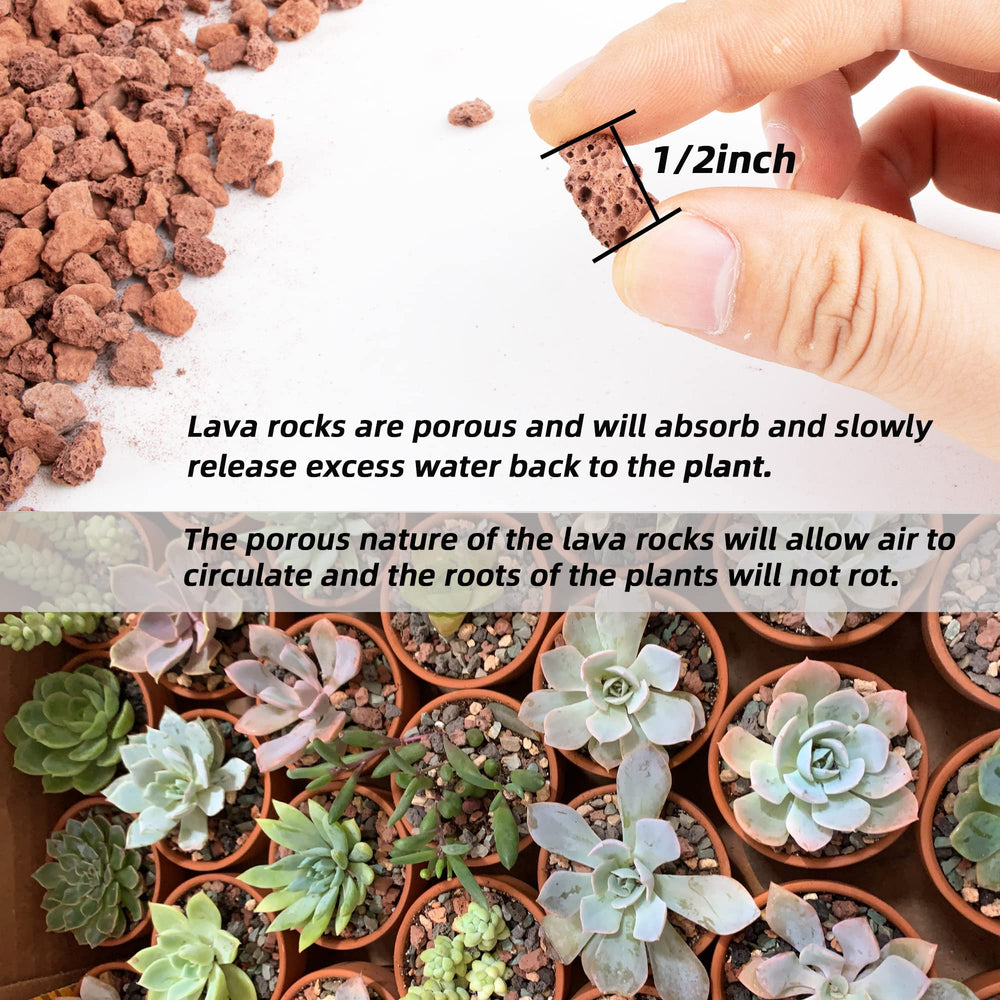 Anothera lava rock used in succulent pot showing neat decorative finish