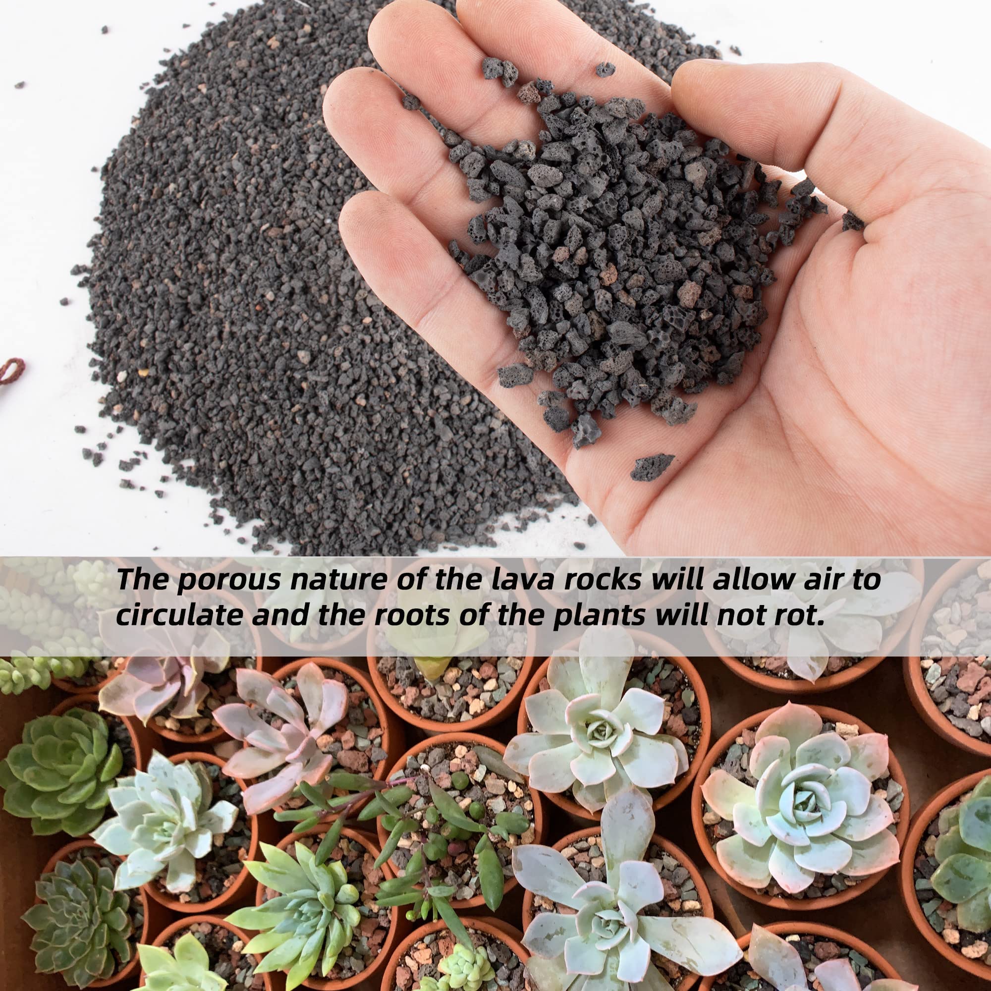Anothera lava rock used as top dressing on succulent pot, enhances moisture control
