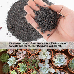 Anothera lava rock used as top dressing on succulent pot, enhances moisture control