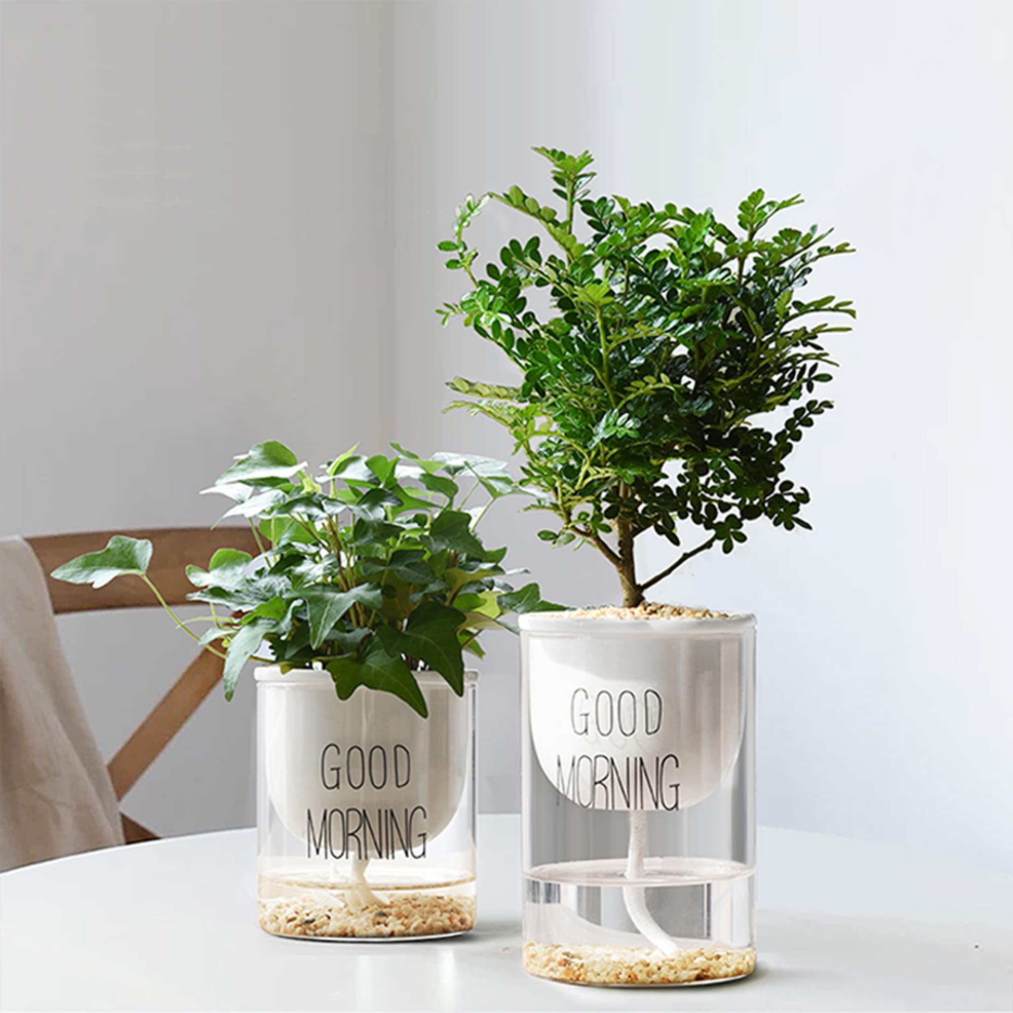 Anothera terrarium with pebbles improving airflow benefit for plants