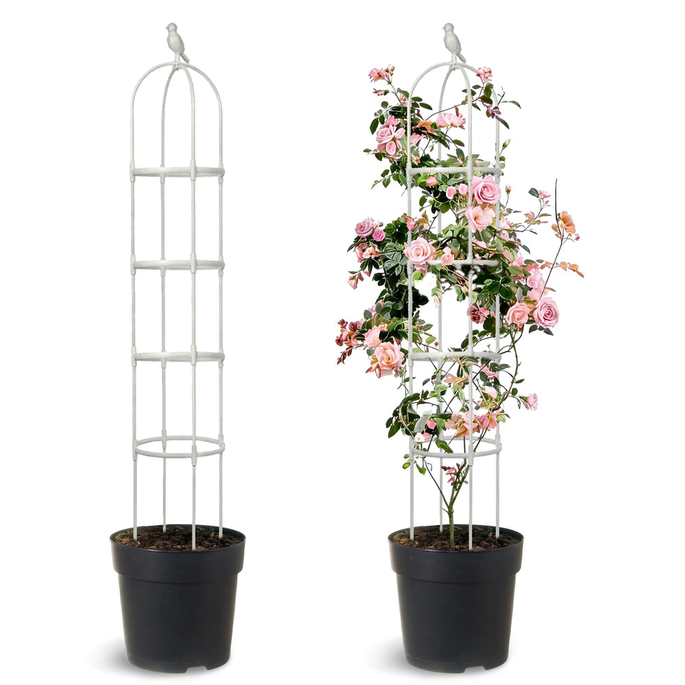 Anothera trellis front view showing clean white support and decorative shape benefiting plant display