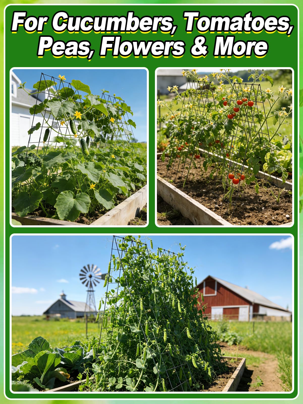 ANPHSIN trellis supporting cucumbers for easier harvesting and cleaner fruit