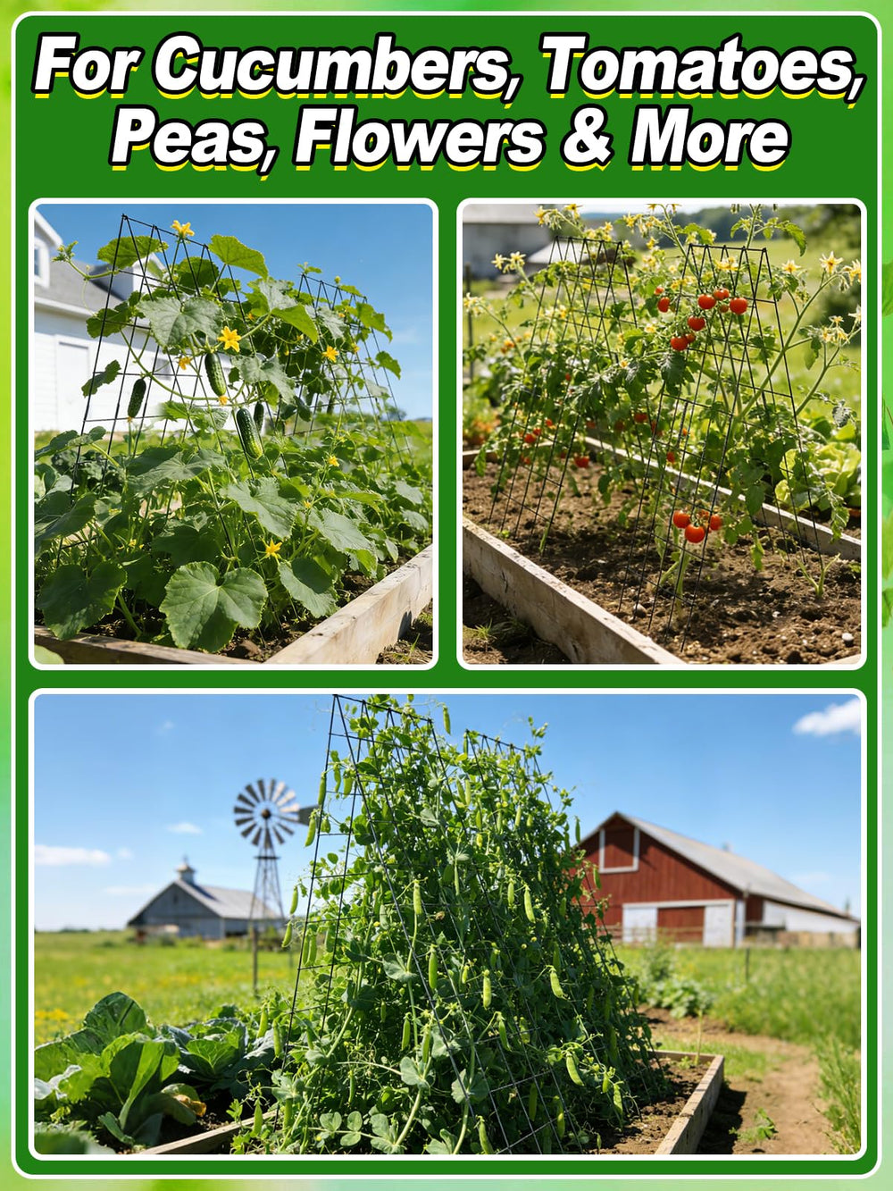 ANPHSIN trellis supporting cucumbers for easier harvesting and cleaner fruit