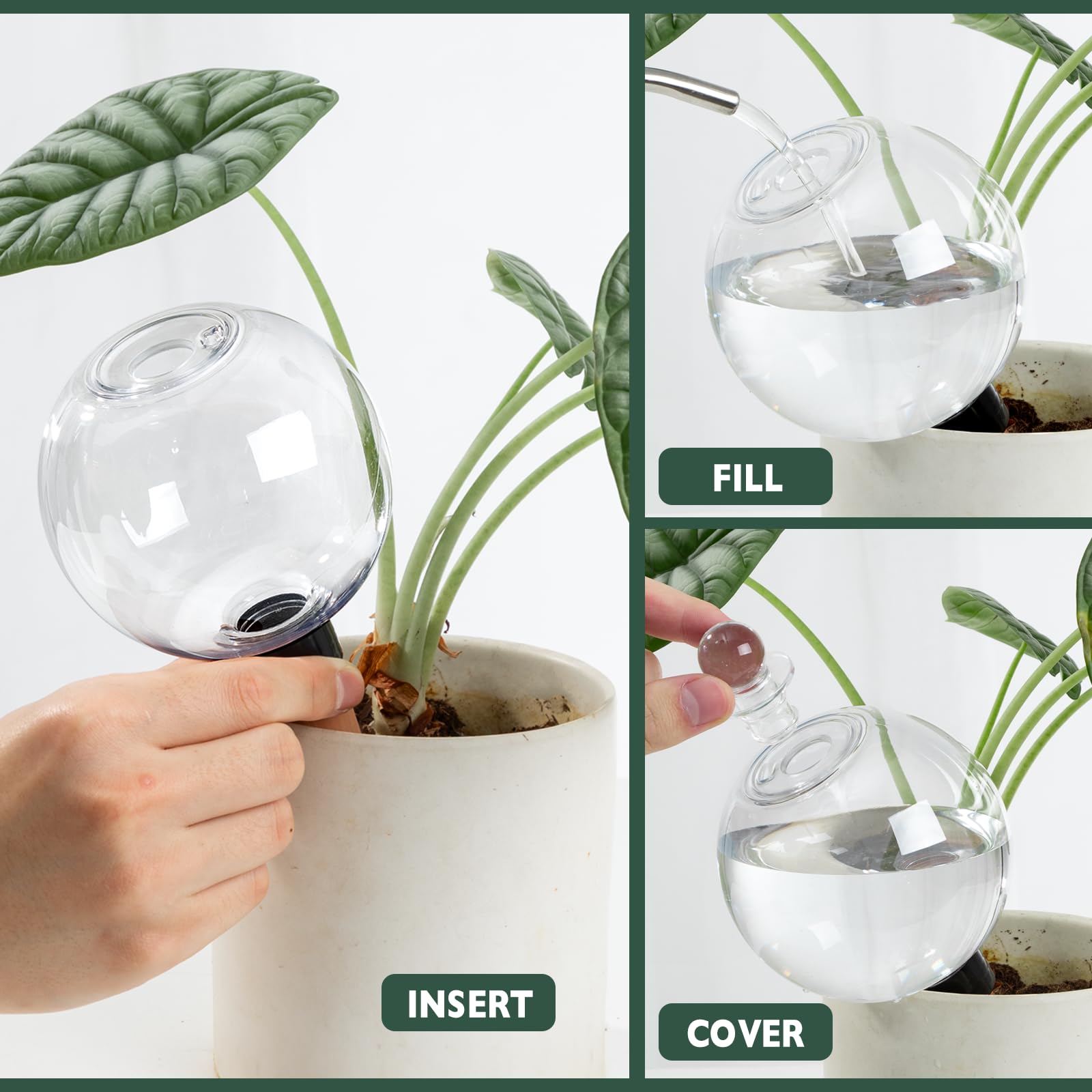 Ansberta globe inserted in indoor pot maintaining consistent moisture