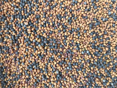 Antler King clover and brassica growing in field providing quick cover