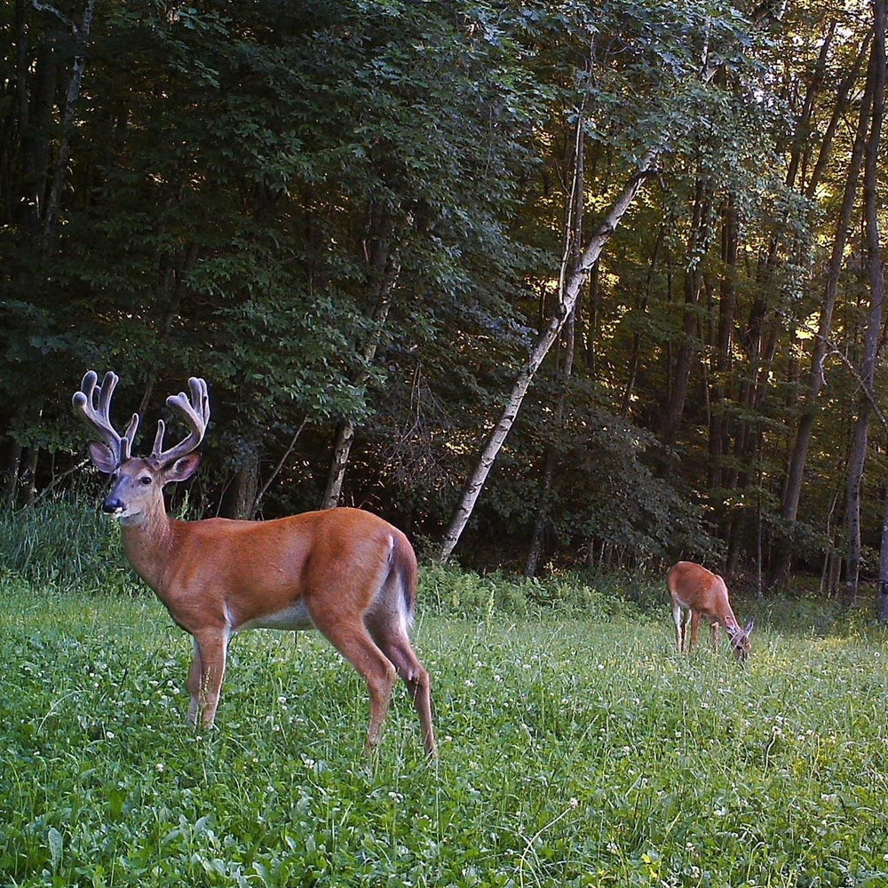 Antler King clover covering shaded understory providing reliable growth
