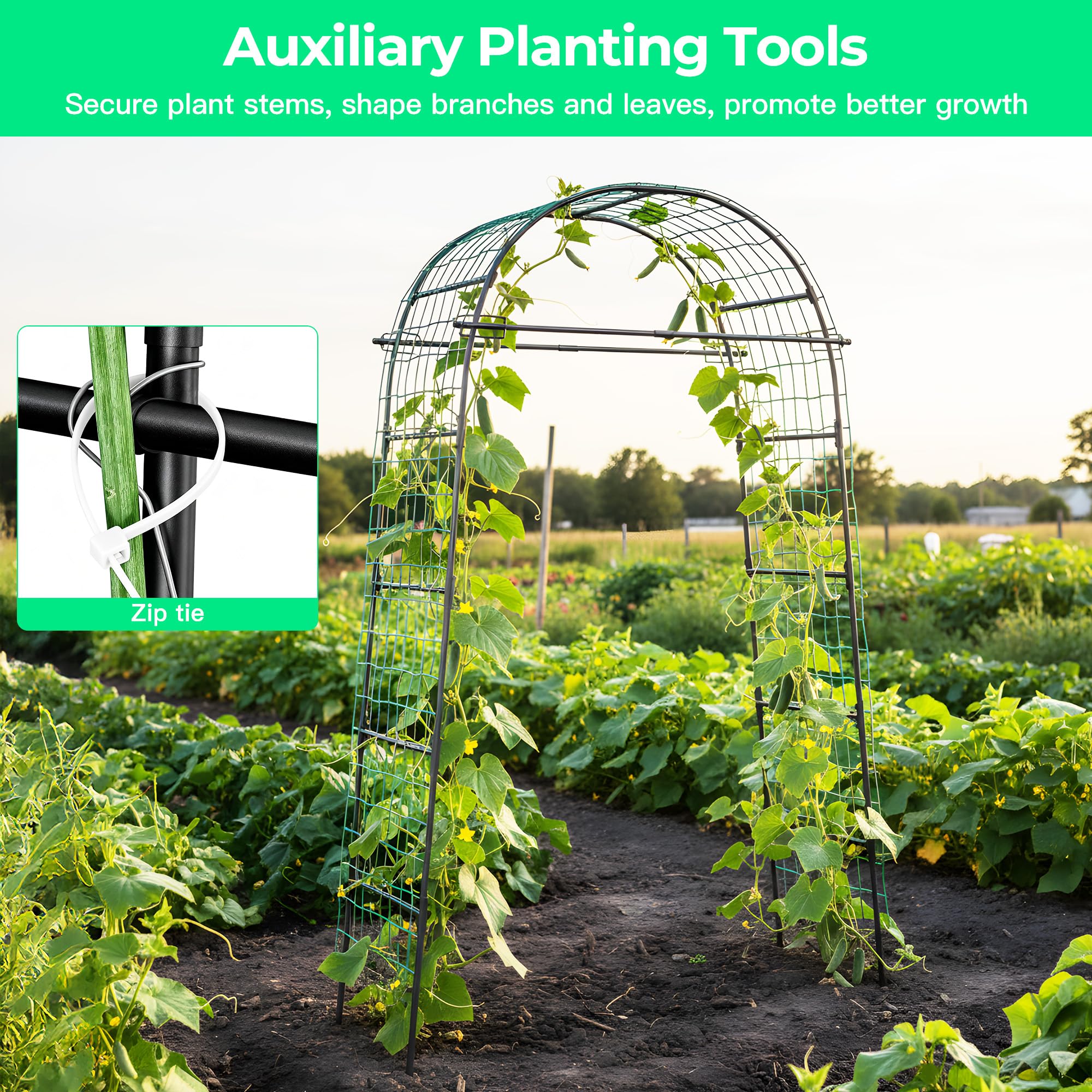 Aohanoi trellis supporting climbing tomatoes for easier harvesting benefit