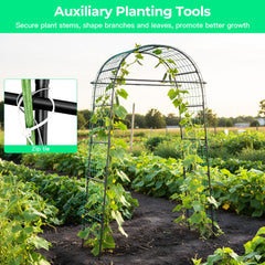 Aohanoi trellis supporting climbing tomatoes for easier harvesting benefit