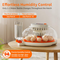 Apdoe removable egg tray pulled out for cleaning and easy handling benefit
