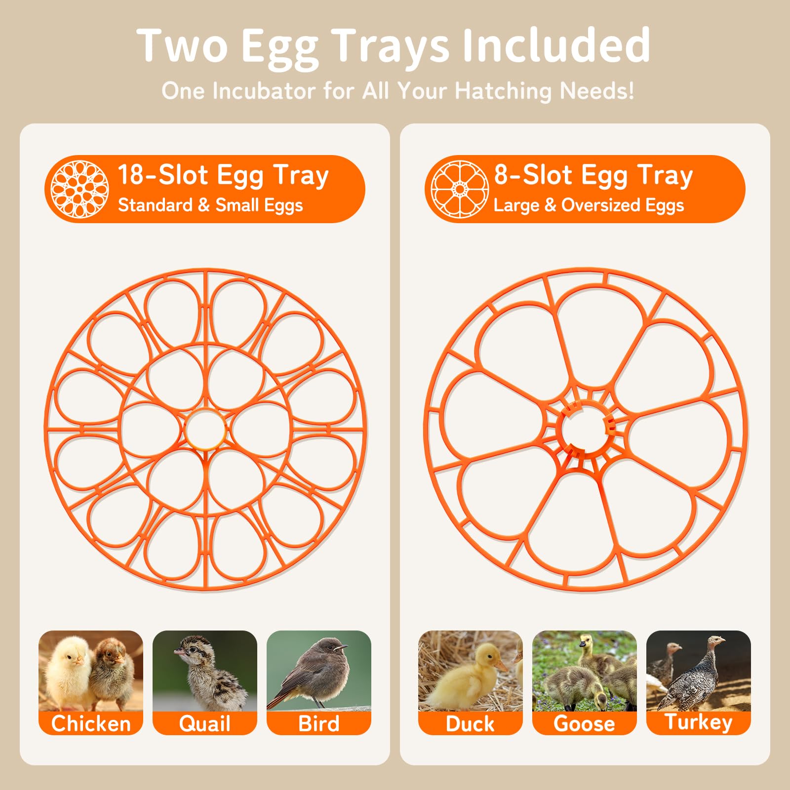 APDOE large tray with duck eggs demonstrating accommodation of large eggs