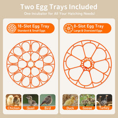 APDOE large tray with duck eggs demonstrating accommodation of large eggs