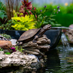Aquascape close-up of turtle mouth detail highlighting realistic finish and water flow