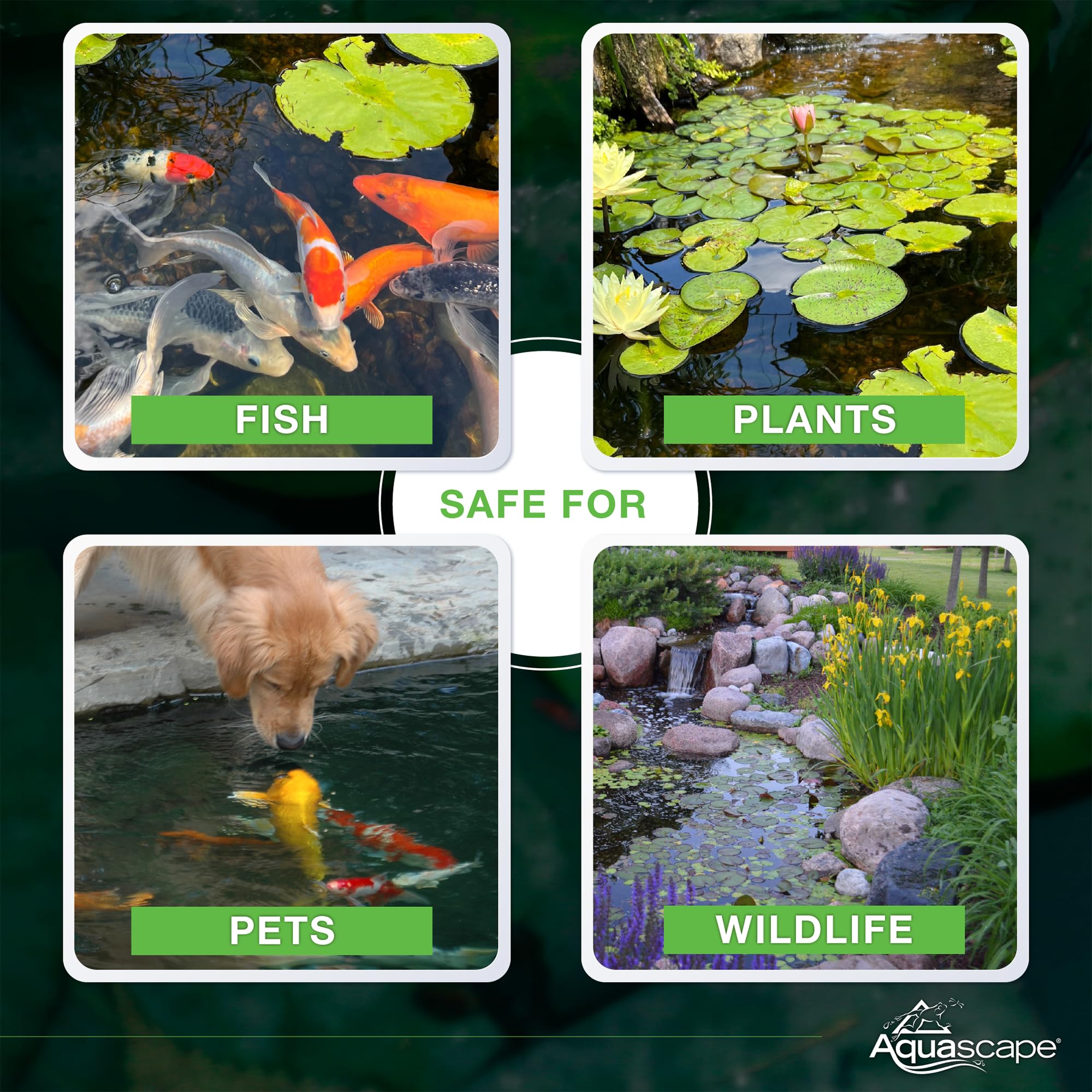 Aquascape beneficial bacteria colonizing filter media for improved filtration