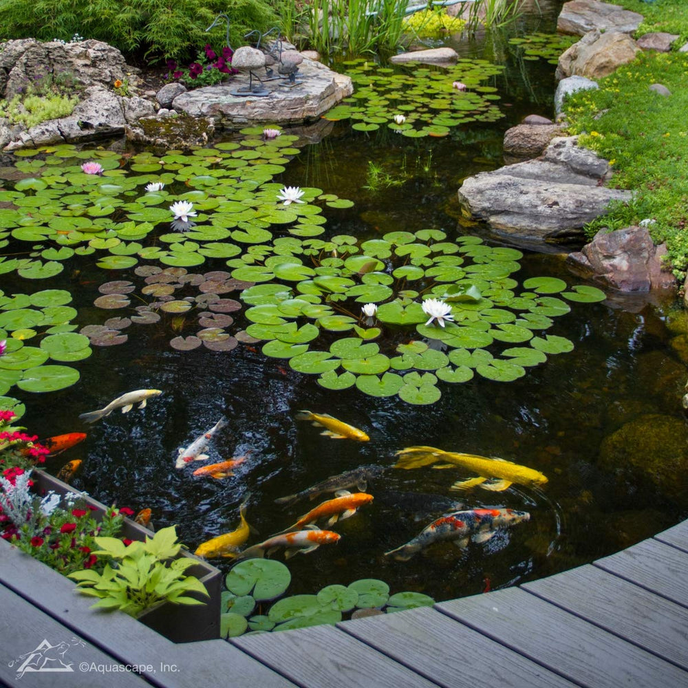 Aquascape product being added to pond demonstrating clearer water maintenance