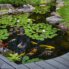 Aquascape product being added to pond demonstrating clearer water maintenance