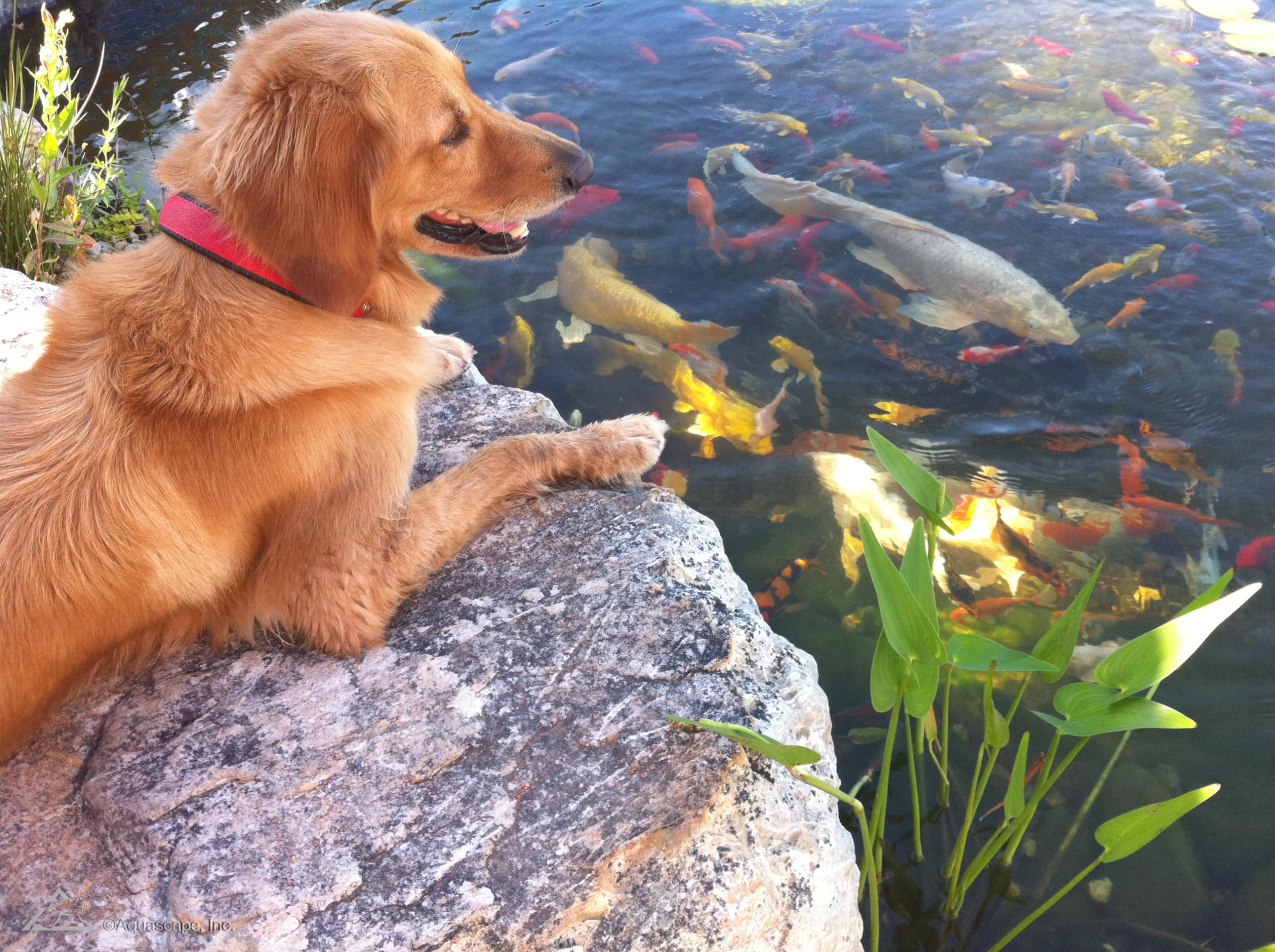 Aquascape in garden waterfall setting showing improved feature clarity