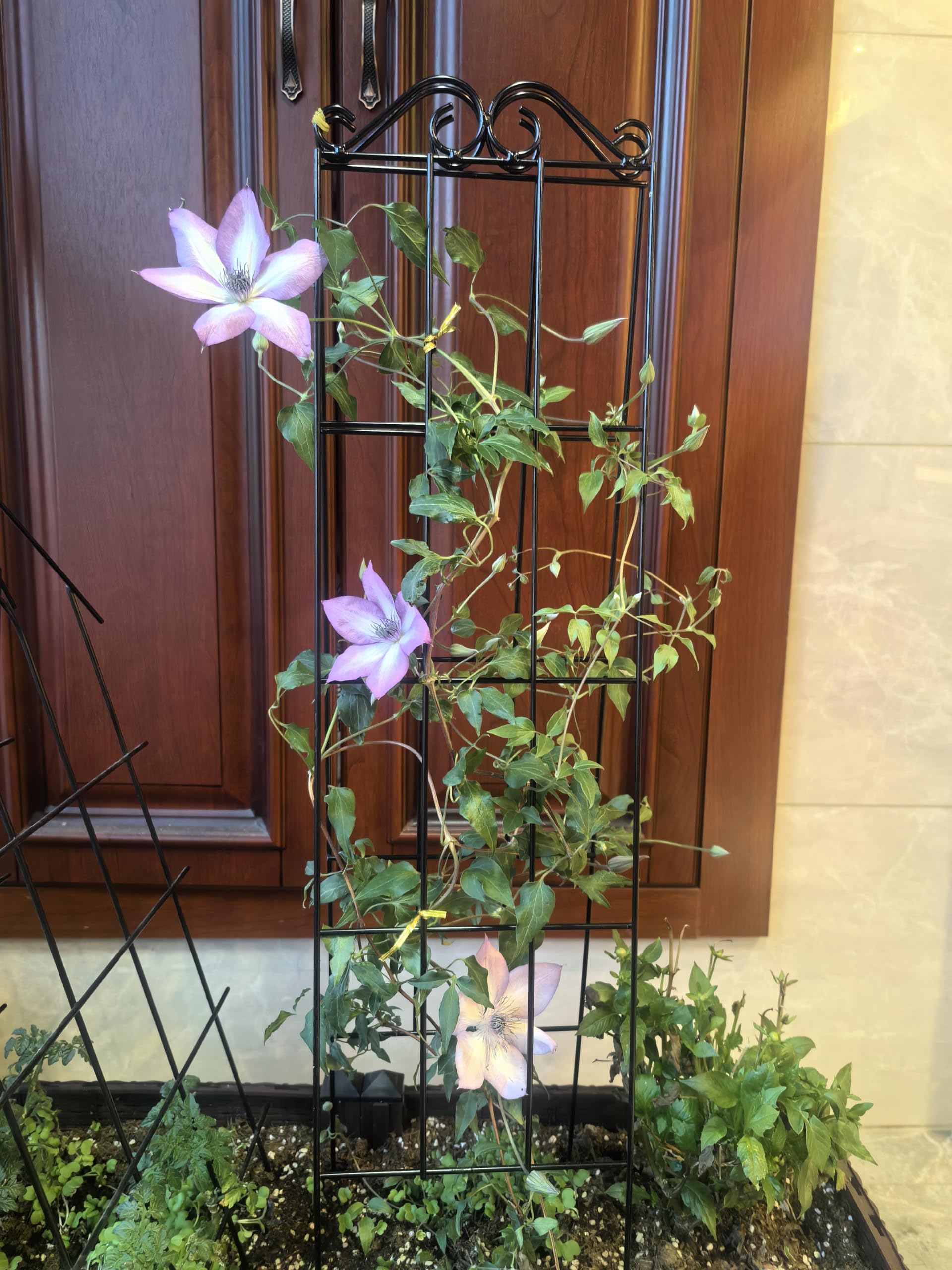 ARIFARO trellis with plant tendrils attached showing reliable support