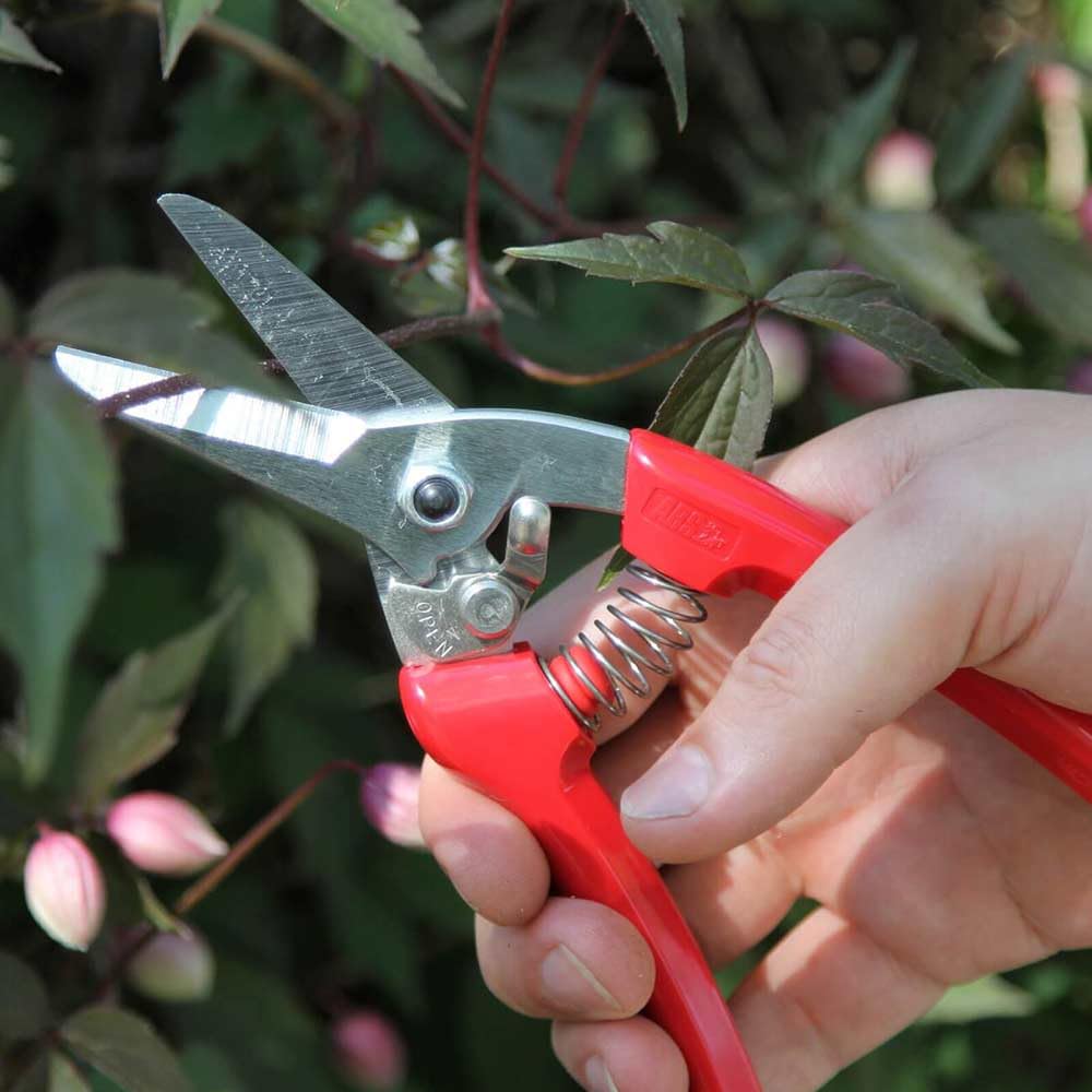 ARS secateurs in use cutting a rose stem for precise clean cuts