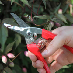 ARS secateurs in use cutting a rose stem for precise clean cuts