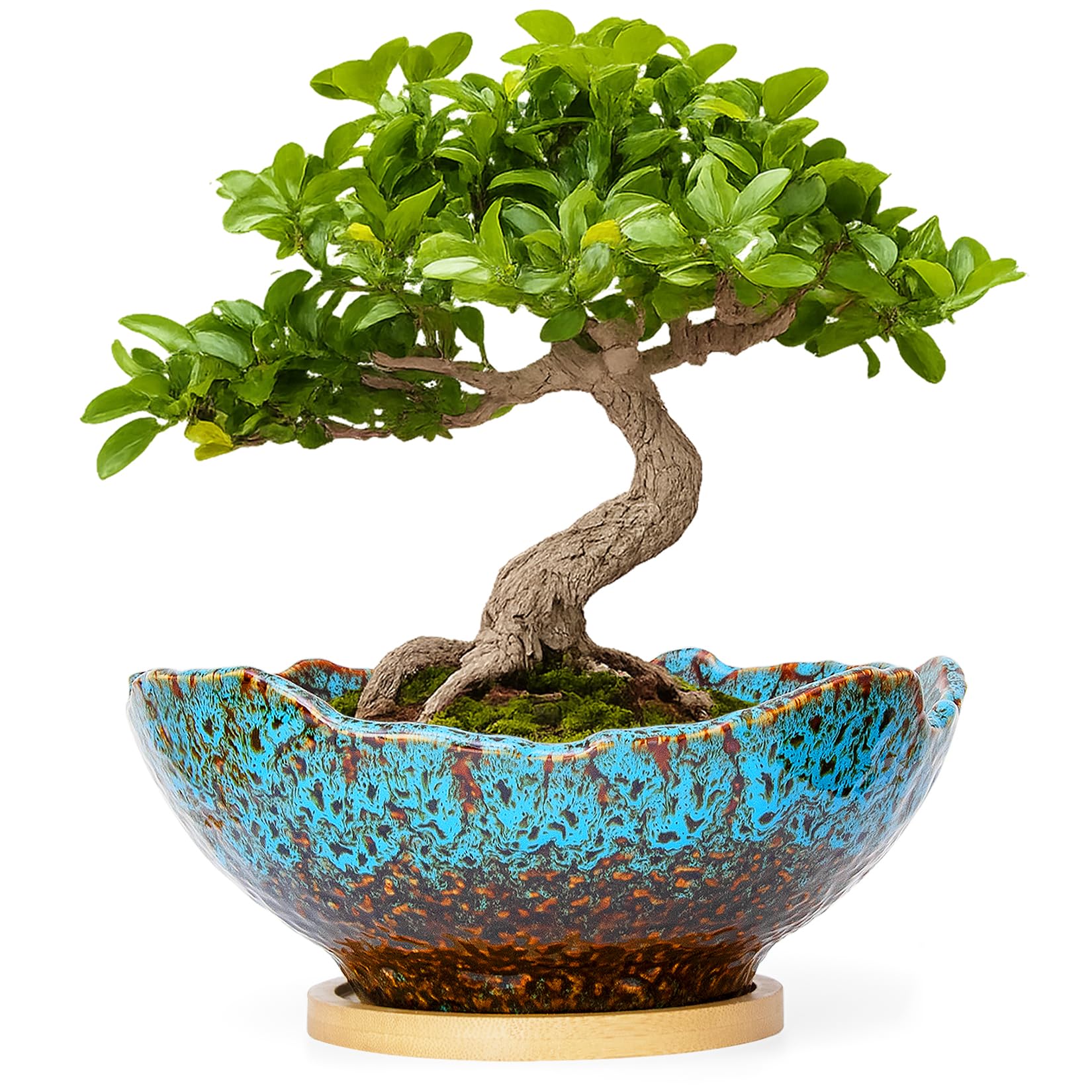 ARTKETTY front view of ceramic bonsai pot showing elegant shape and stability